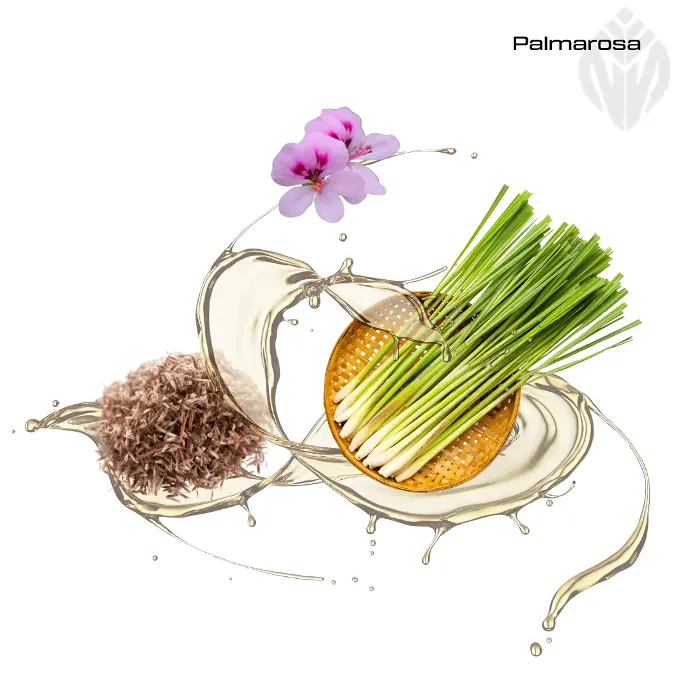 Palmarosa Oil 