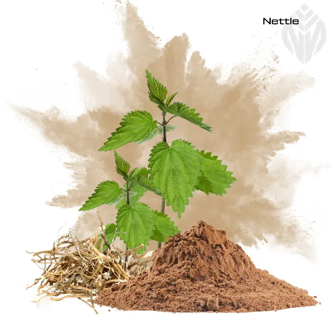 [401562] Green Nettle Extract 0.8% Beta-Sitosterol