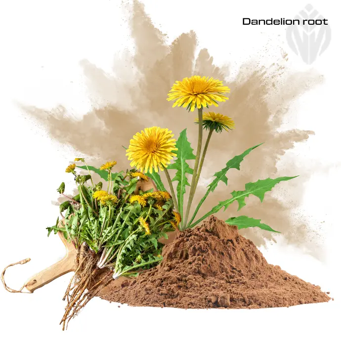 Dandelion root Extract 16% Inulin