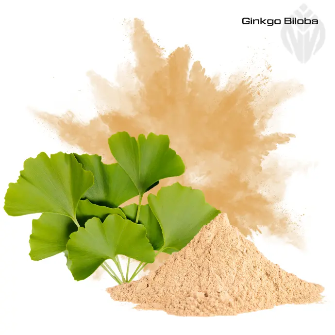 Ginkgo Biloba Extract 24% flavone glycosides