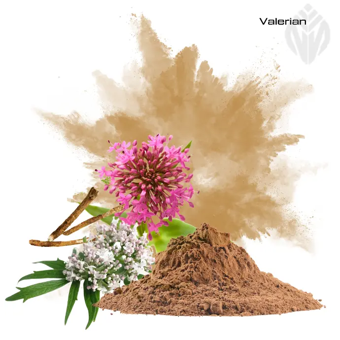 [403711] Valerian Extract 0.3%