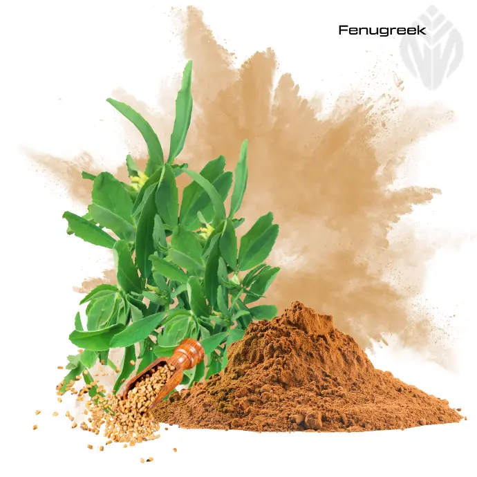 Fenugreek Extract 60% Saponins 35:1