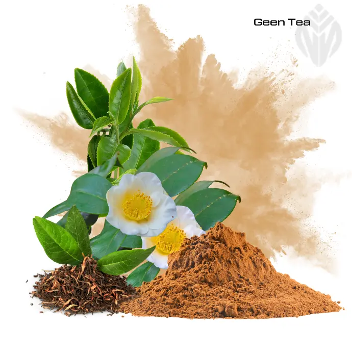 Green Tea Extract 40% Polyphenol