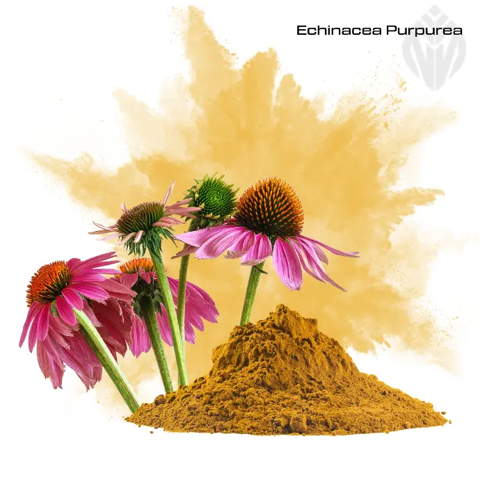 Echinacea purpurea extract 4% Polyphenols