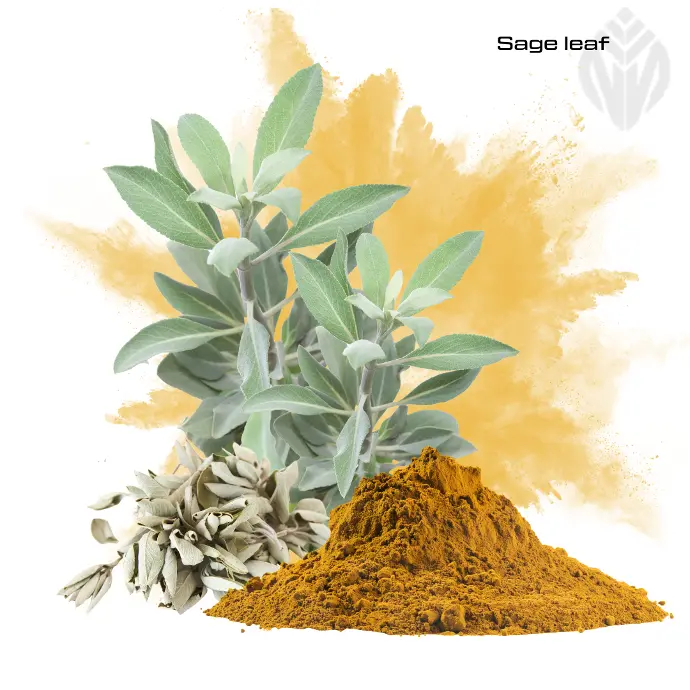 Sage extract 2.5% Rosmarinic acid