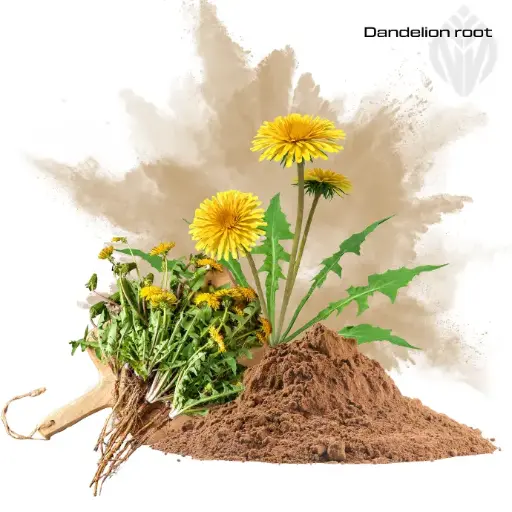 [401534] Dandelion root Extract 16% Inulin